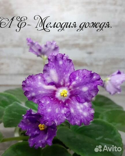 Фиалки (детки)