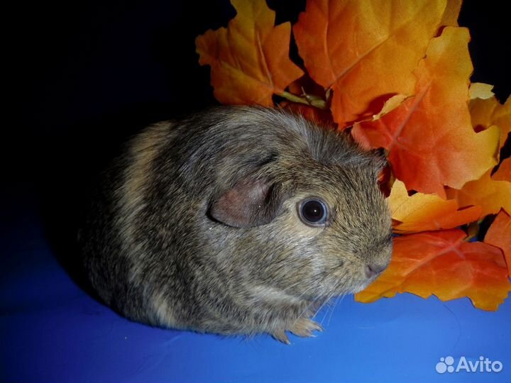 Морские свинки самочки