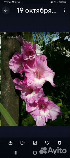 Цветы для сада и дома