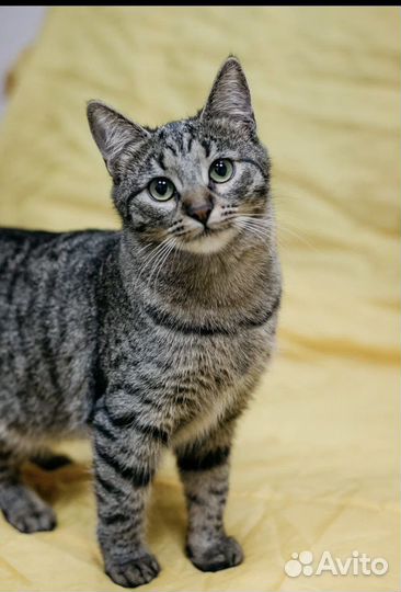 Котёнок на счастье