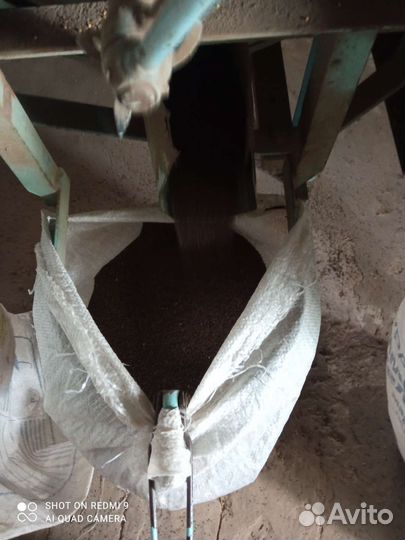 Семена фацелии