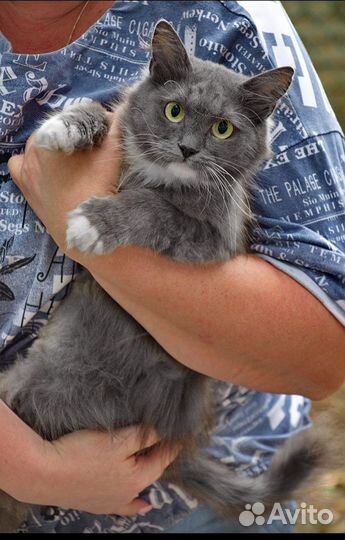 Кошка в дар