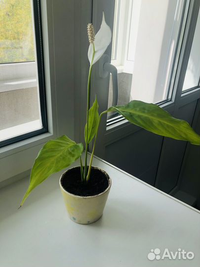 Спатифиллум в керамич.горшке