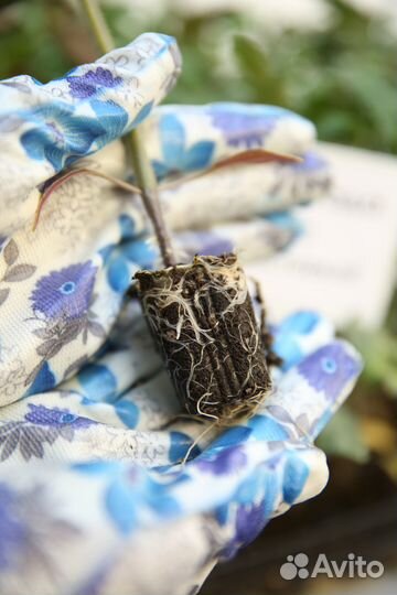 Рассада помидор (много сортов)