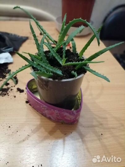 Алоэ ростки