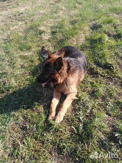 Кобель немецкой овчарки для вязки