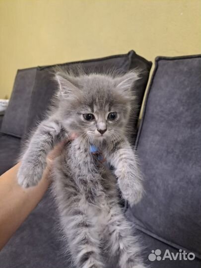 Отдам котят в добрые руки бесплатно