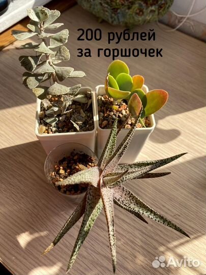 Суккуленты