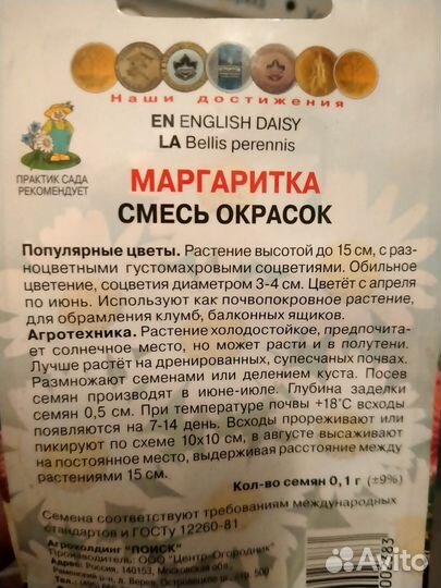Маргаритки рассада