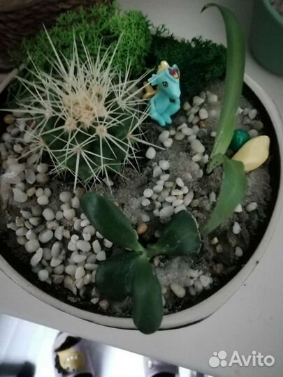 Мини садики, композиции