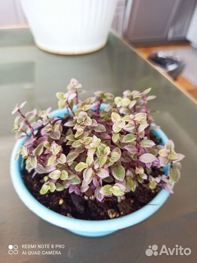 Традесканция, коллизия