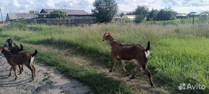 Нубийская коза