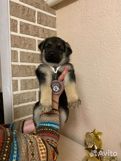 Шикарные девочки вео