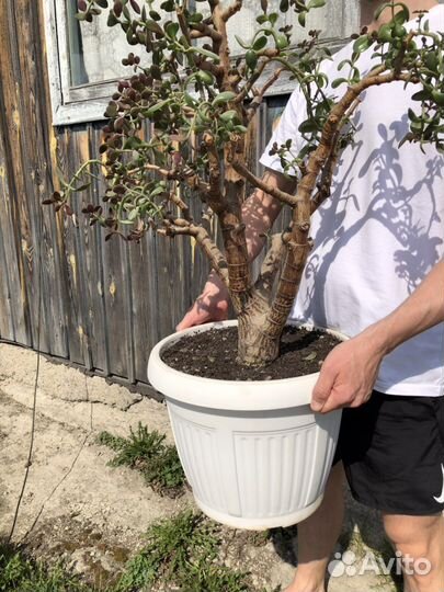 Crassula Ovata 20+ лет