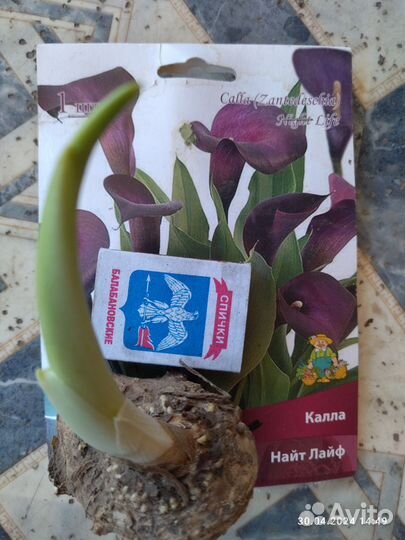 Домашние растения цветы