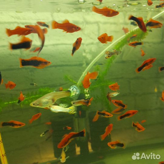 Аквариумные Рыбки