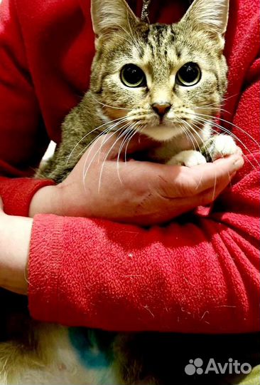 Котенок девочка в добрые руки