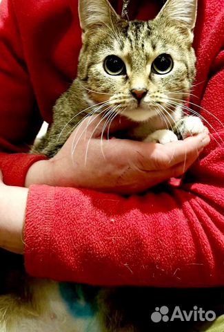 Котенок девочка в добрые руки