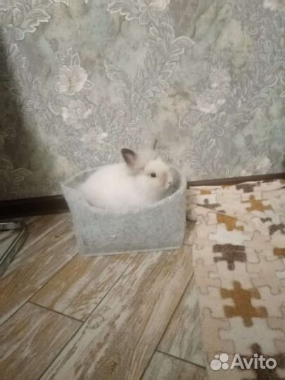 Декоративные кролики
