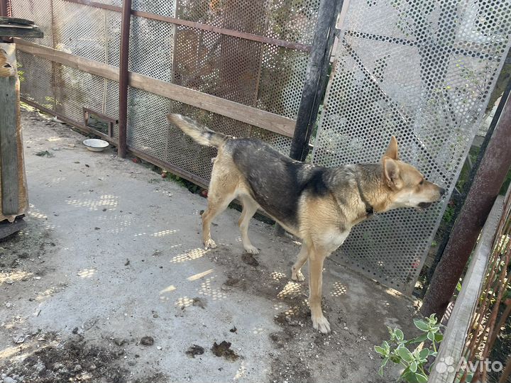 Помесь немецкой овчарки с хаски