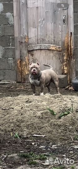 Американский булли покет