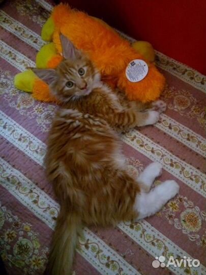 Котята Мейн-кун