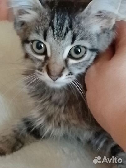 Котята бесплатно