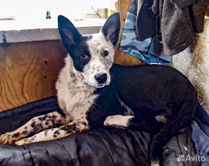 Грэй - очень красивый подросток в дар