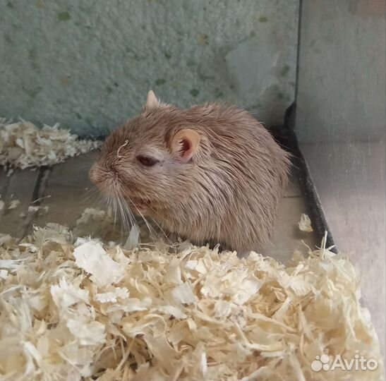 Мышь песчанка