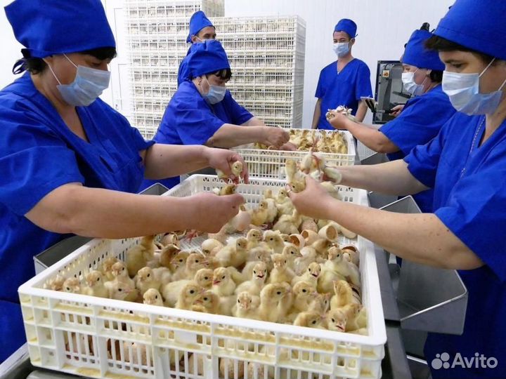 Разнорабочий на птицефабрику вахта Нижний Новгород