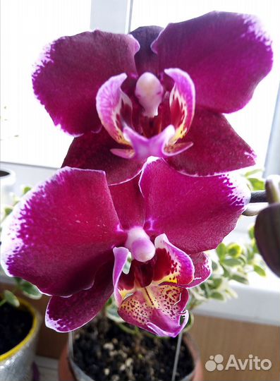 Орхидея фаленопсис Монпелье