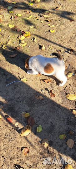 Фокстерьер