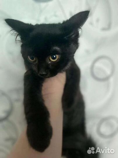 Кошка в дар бесплатно