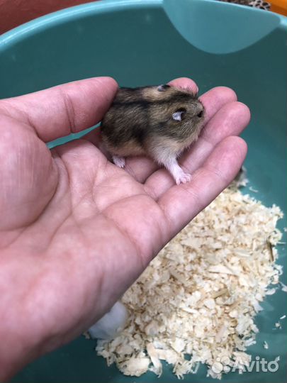 Джунгарский хомяк