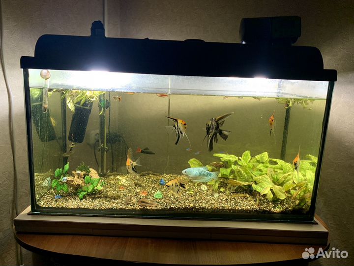 Аквариум 100л