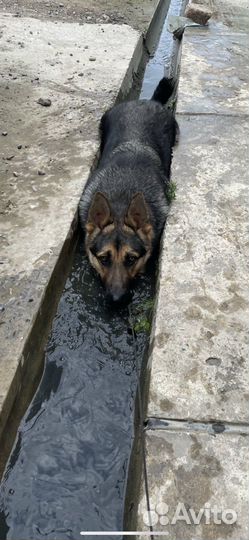 Немецкая овчарка вязка