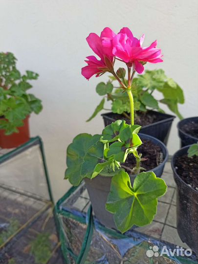 Герань пеларгония, цветущий подросток