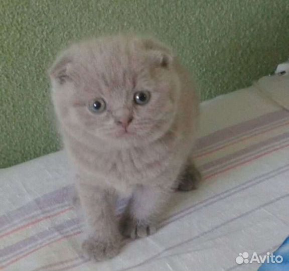 Шотландская вислоухая