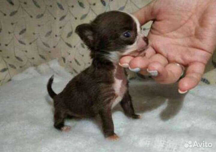 Чихуахуа(вязка)