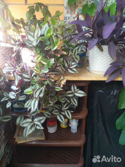 Традесканция зебрина, нанук, сеткреазия,рэо