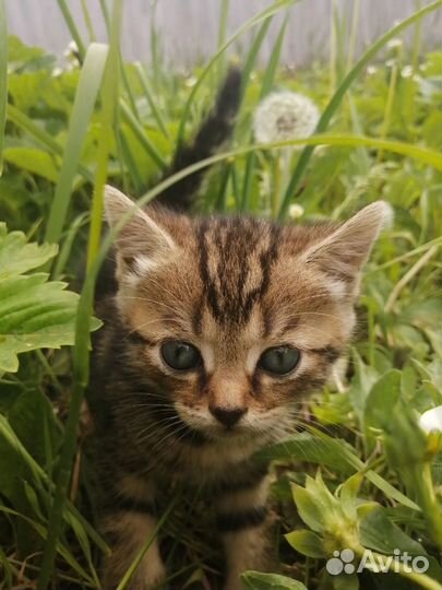 Шотландская