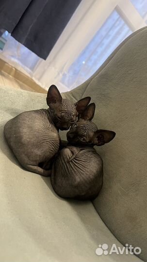 Канадский Сфинкс