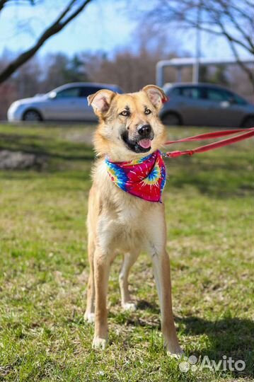 Собака в добрые руки отдам бесплатно