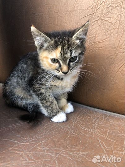 Котята