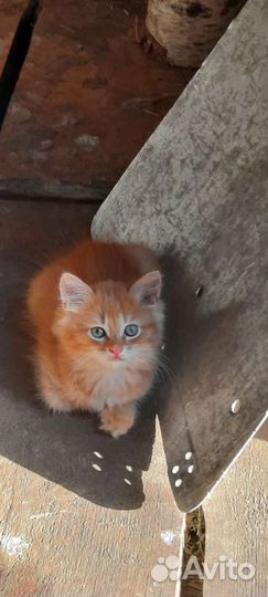 Котята в дар