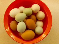 Инкубационные куриные яйца