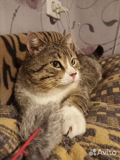 Ласковый спокойный домашний Яша 5 лет ищет дом