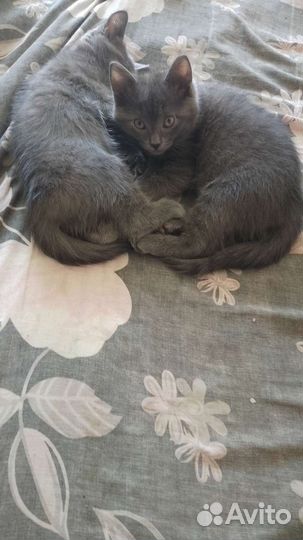 Кошки в добрые руки бесплатно