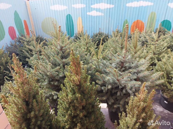 Ели новые поступления из питомника