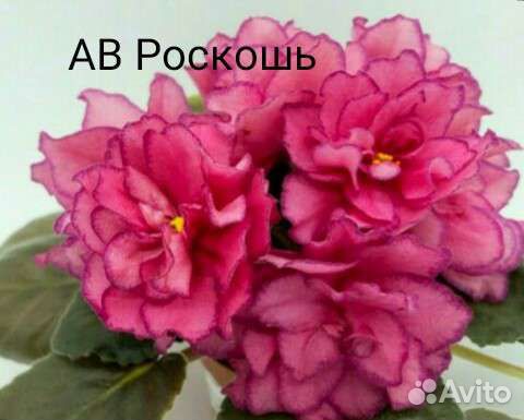 Сортовые фиалки